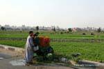 Freshly harvested carrots and other vegetables, Cairo, Egypt.