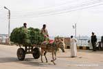 Charette grass pulled by a donkey, daily life in Esna, Egypt.