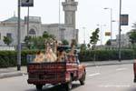 Transport camels in a van, Cairo, Egypt.