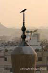 Bird atop a minaret, Cairo, Egypt.