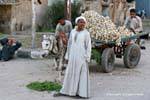 Marchand garlic, Luxor, Egypt.