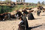 Herd of babysitters, near Luxor, Egypt.