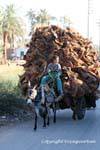 Carriage of palm bark, Luxor, Egypt.