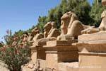 Ram-headed sphinxes alley at the entrance to Karnak site, Egypt.