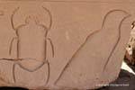 Beetle and bird, recessed relief, Karnak Temple, Egypt.