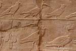 Parade of different birds, relief, Karnak Temple, Egypt.