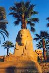 Sphinx head of King Nectanebo, Luxor Temple, Egypt.