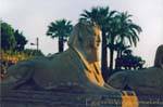 King head Sphinx, Luxor Temple dromos, Egypt.