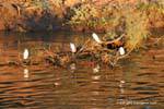 Great Egrets hunting, Nil, Egypt.