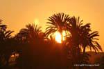 Sunset behind the palm trees, Egypt.