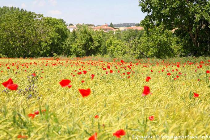 Cuenca, field and poppies - Spain