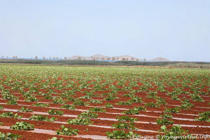 Mar Menor, resistant crops against the housing pressure - Spain