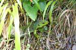 Ciudad Encantada, lizard, Valdecabras, Spain.