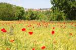 Cuenca, field and poppies, Spain.