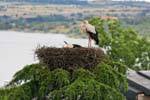 Manzanares el Real, storks, Spain.