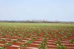 Mar Menor, resistant crops against the housing pressure, Spain.
