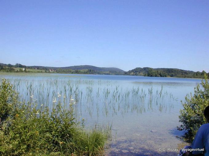 Vegetation on the shore of Lake Ilay (Jura) - Franche-Comté, France