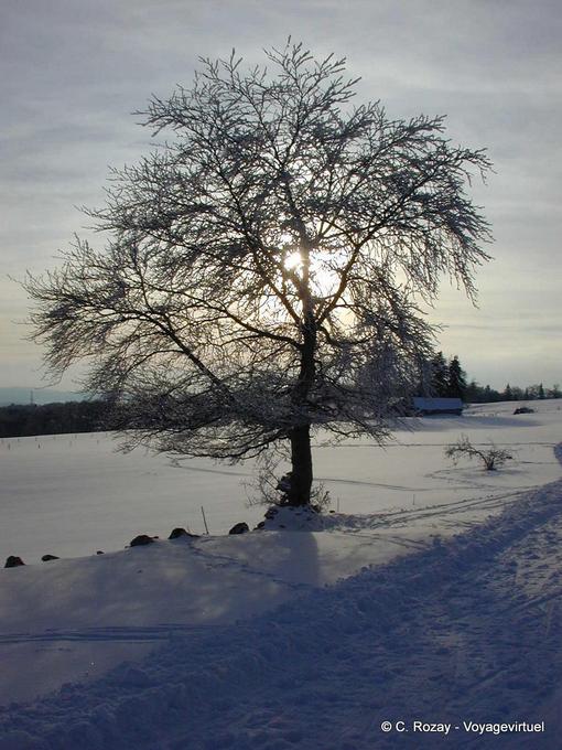 Sun and snow in the Haut-Doubs, anyone? - Franche-Comté, France