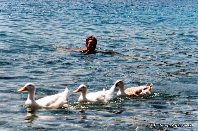 C'est la danse des canards à Sampatiki, Greece