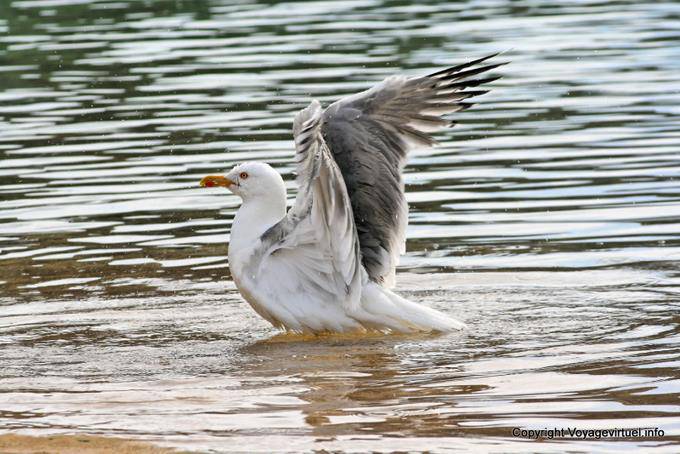 Serifos, Koutalas Vagia, Bird - Greece