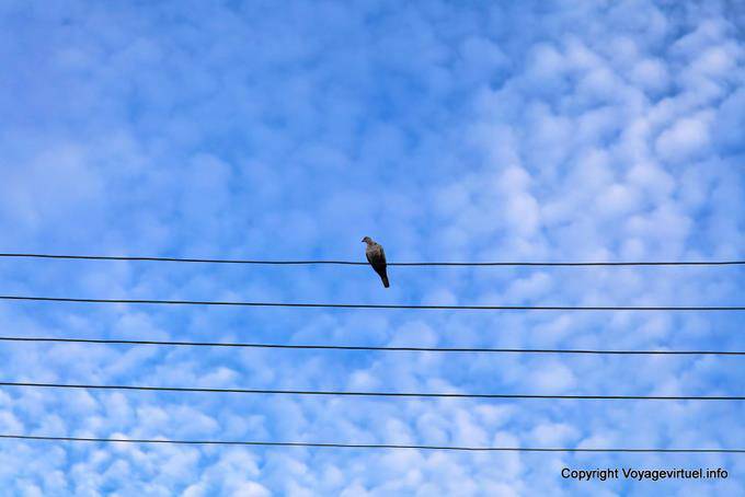 Serifos, Livadi dove on a wire - Greece