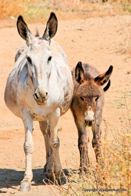 Serifos, Platis Gialos, family donkeys - Greece