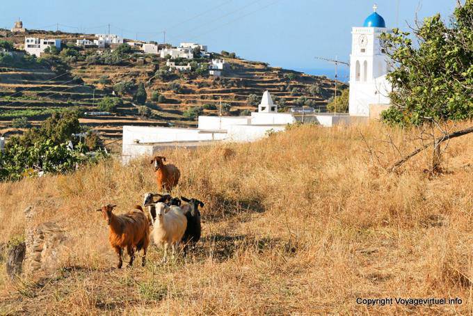 Sifnos, Apollonia, goats - Greece