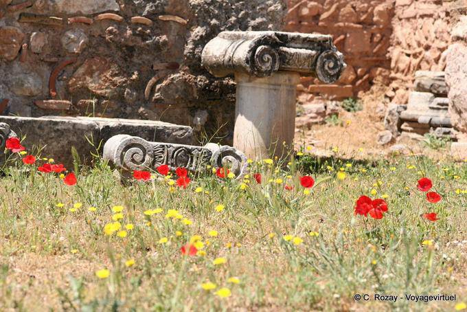 Poppies in Delphi - Greece