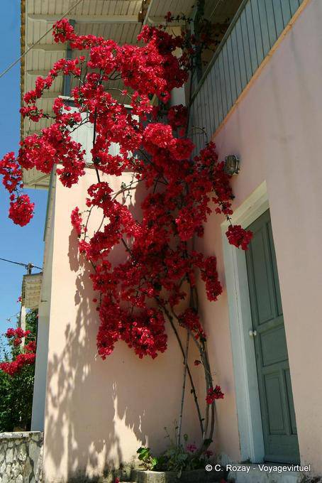 Bougainvillea in Aghios Nikitas, Lefkada - Greece