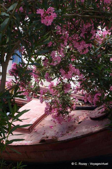 Laurier floral pink, Trikeri, Agia Kyriaki - Greece