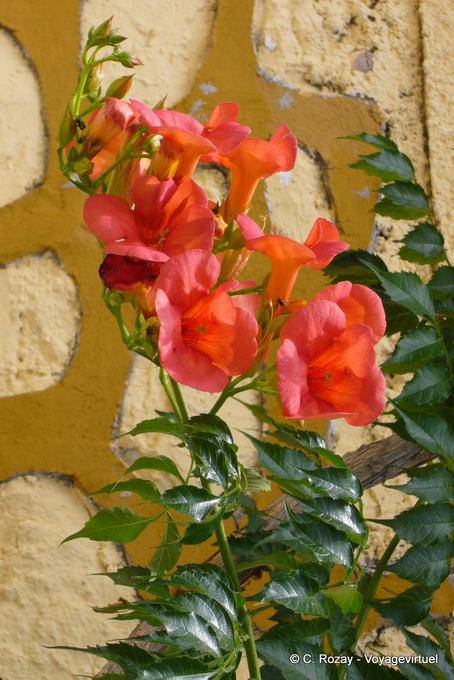 Red flowers in front of a wall, Trikeri, Agia Kyriaki - Greece