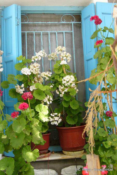 Pervasive geraniums, Trikeri, Agia Kyriaki - Greece