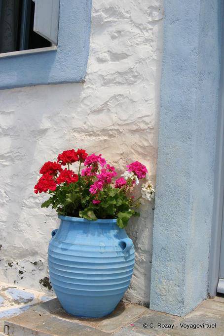 Pot geranium, Trikeri, Agia Kyriaki - Greece