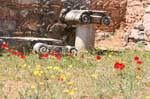 Poppies in Delphi, Greece.