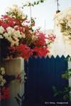 Bougainvillea in Chora, Anafi, Greece.