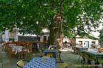 Terrace under a giant tree, Pinakates, Pelion, Greece.