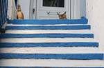 Cat on the stairs, Trikeri, Agia Kyriaki, Greece.