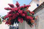 Spray of bougainvillea, Poros, Greece.