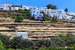 Sifnos, fields and houses in espalier, Kato Petali, Greece.