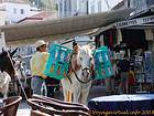 Mule load on the harbor, Hydra, Greece.