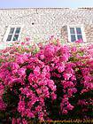Bougainvillea on the wall, Hydra, Greece.
