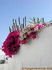 Cacti and bougainvillea, Hydra, Greece.