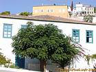 Old tree, Hydra, Greece.