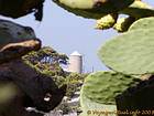 Cactus and mill, Hydra, Greece.