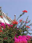 Bird and bougainvillea, Spetses, Greece.