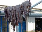 Drying octopus, Spetses, Greece.