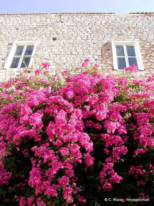 Bougainvillea on the wall, Hydra - Greece