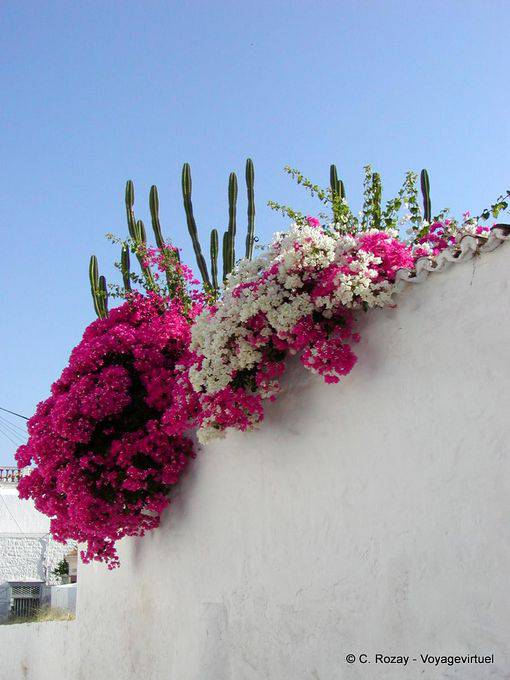 Cacti and bougainvillea, Hydra - Greece