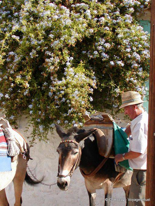 Ane bâté, Hydra - Greece