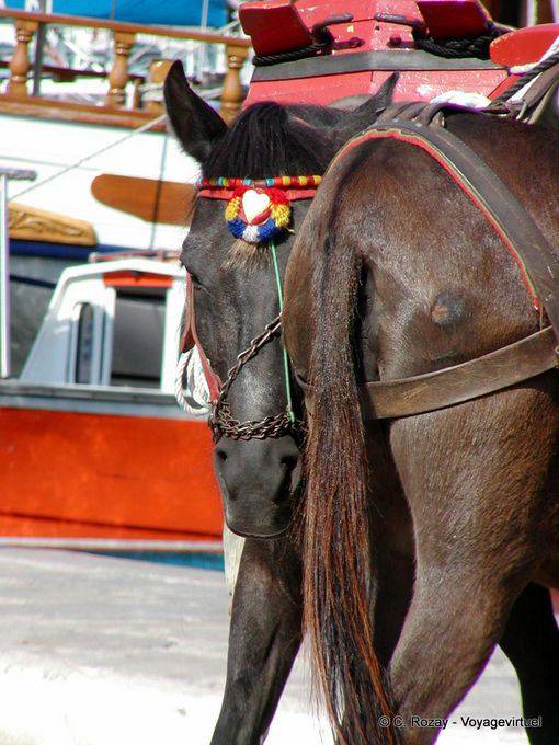 Stubborn, Hydra - Greece